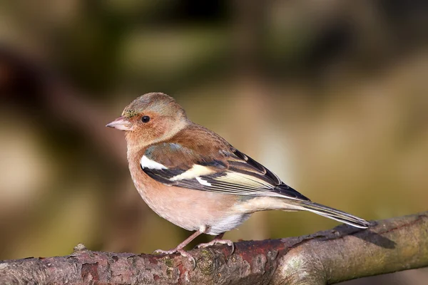 Pinzón común (Fringilla coelebs) —  Fotos de Stock