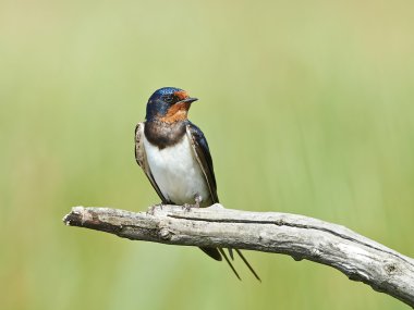 Ahır kırlangıcı (Hirundo rustica)