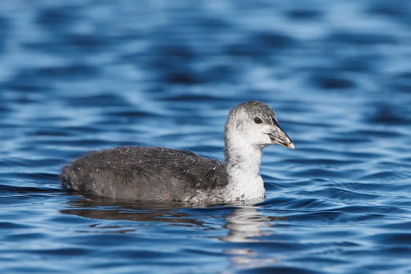 Coot eurasiático (Fulica atra) — Fotografia de Stock