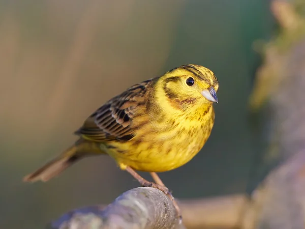 Citromsármány (Emberiza citrinella ()) — Stock Fotó