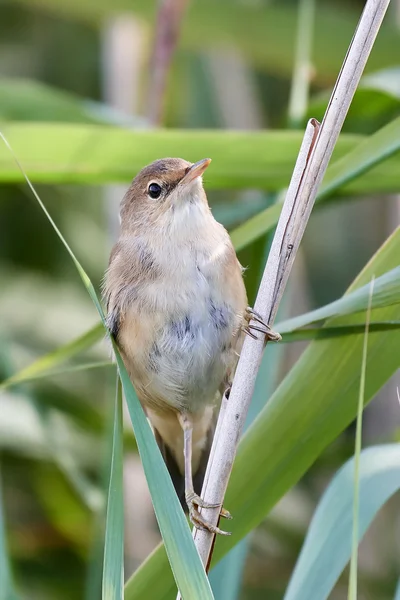 Feiticeiro-da-índia (Acrocephalus scirpaceus) ) — Fotografia de Stock