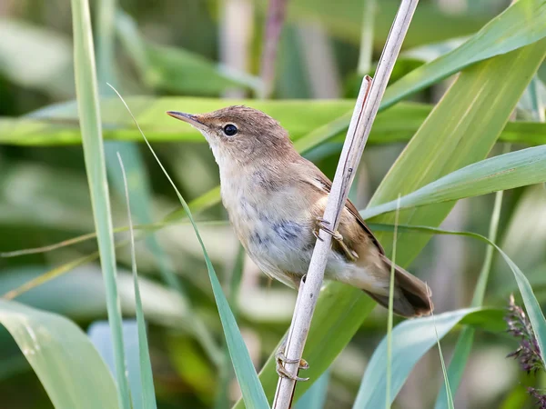 Euroasijských Rákosník (Phoenicurus scirpaceus) — Stock fotografie