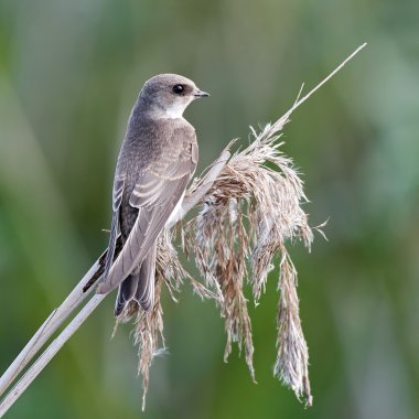 Avrupa kum martin (Riparia riparia)