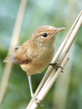 Bayağı kamışçın (acrocephalus scirpaceus)