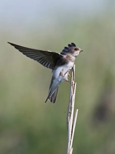 Europäische Sandmartin (riparia riparia)) — Stockfoto