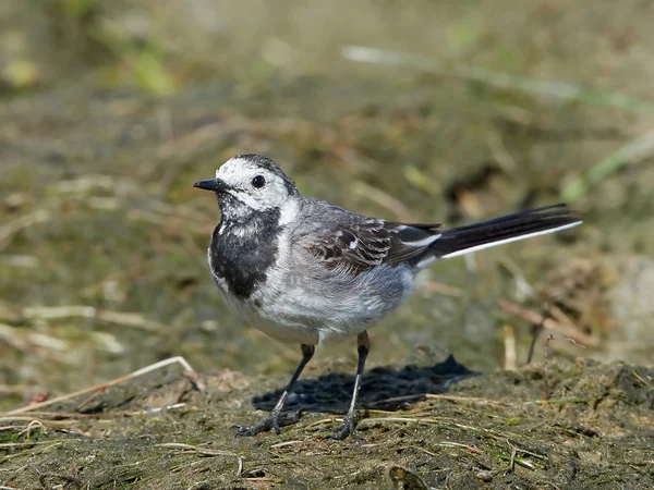 White wagtail (Motacilla alba) — Stock Photo, Image