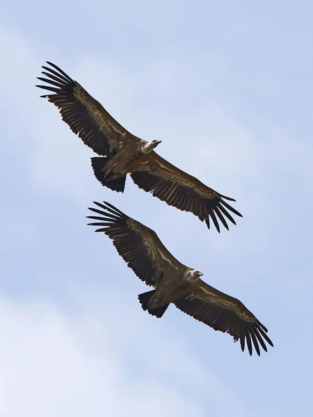 Avvoltoio grifone (Gyps fulvus) — Foto Stock