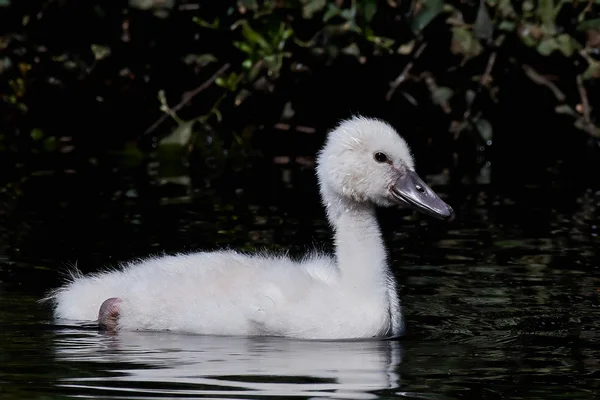 Ztlumit labuť (Cygnus olor) — Stock fotografie