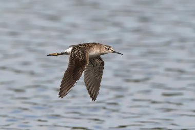 Ahşap kum kuşu (Tringa glareola)