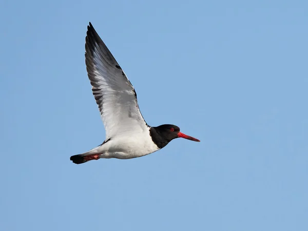 Eurázsiai osztrigafogó (Haematopus ostralegus)) — Stock Fotó