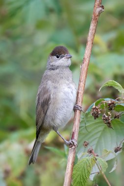Avrasya ötleğen (Sylvia atricapilla)