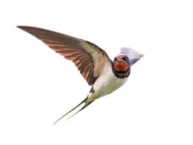 Ahır kırlangıcı (Hirundo rustica)