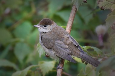 Avrasya ötleğen (Sylvia atricapilla)