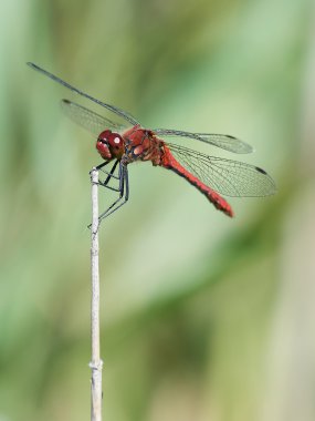Kırmızı Pasifik'ten oğlan (Sympetrum sanguineum)