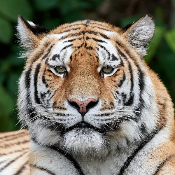 Amur tigre (Panthera tigris altaica ) — Foto Stock