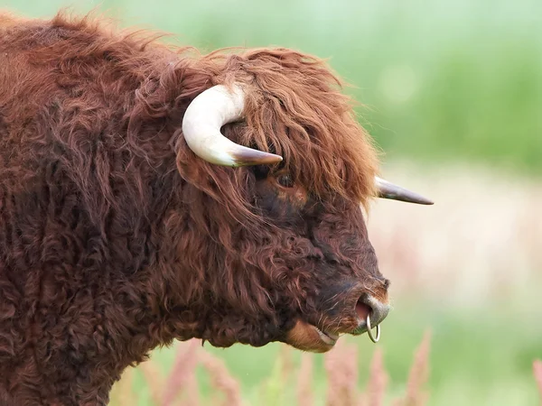 Skót Felföldi bika — Stock Fotó