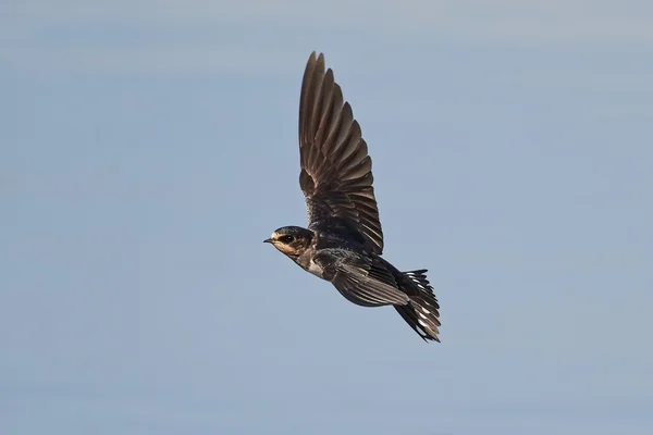 Barn Swallow (hirundo rustica)) — 图库照片