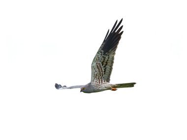 Montagus harrier (Circus pygargus)