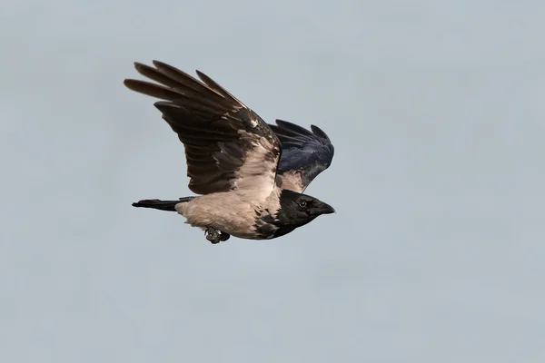 Corneille à capuchon (Corvus Cornix) — Photo