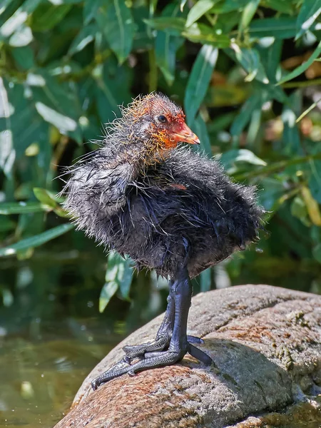 Lyska černá (Fulica atra) — Stock fotografie