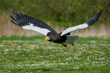 Stellers deniz kartal (Haliaeetus pelagicus)