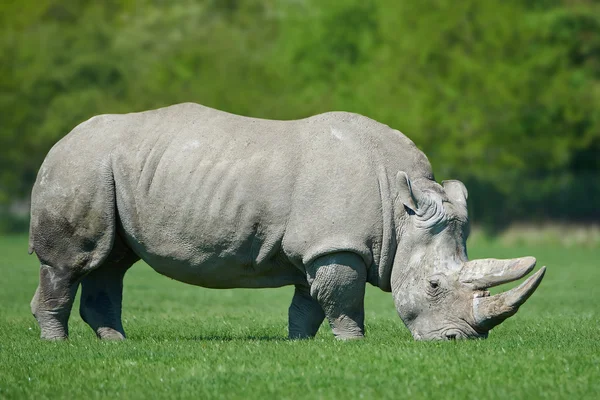 Rinoceronte-branco (Ceratotherium simum ) — Fotografia de Stock