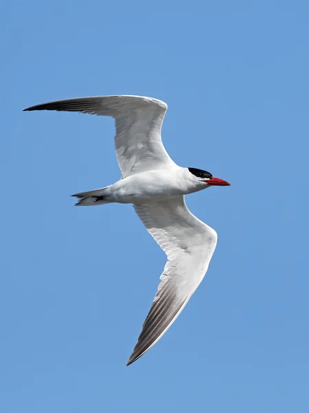 Tern Cáspio (Hidroprogne caspia) — Fotografia de Stock