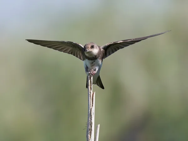 Avrupa kum martin (Riparia riparia) — Stok fotoğraf