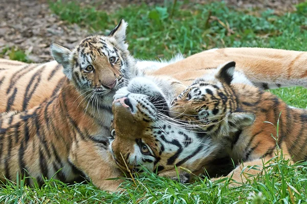 Амурский тигр (Panthera tigris altaica ) — стоковое фото