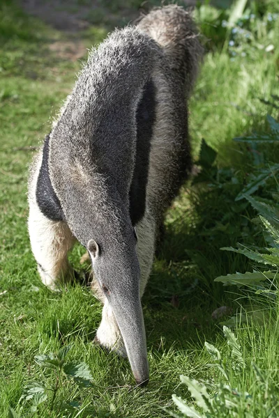 Riesenmeisenbär (myrmecophaga tridactyla)) — Stockfoto