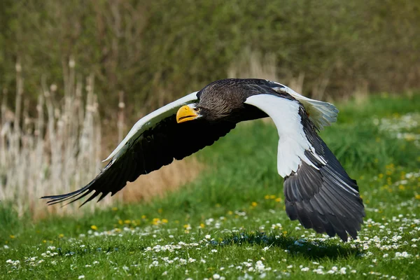 Stellers deniz kartal (Haliaeetus pelagicus)