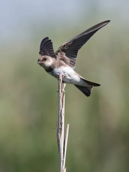 Europäische Sandmartin (riparia riparia)) — Stockfoto