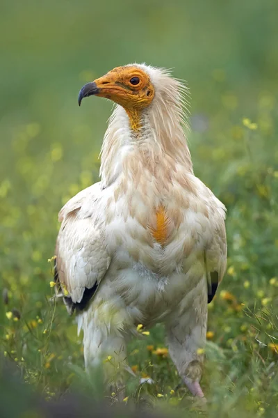 Egyptian vulture (Neophron percnopterus) — Stock Photo, Image