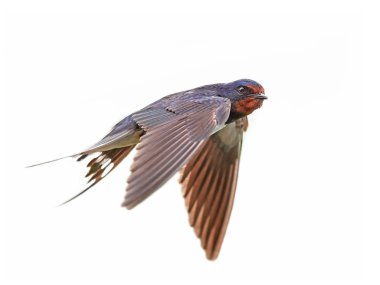 Ahır kırlangıcı (Hirundo rustica)