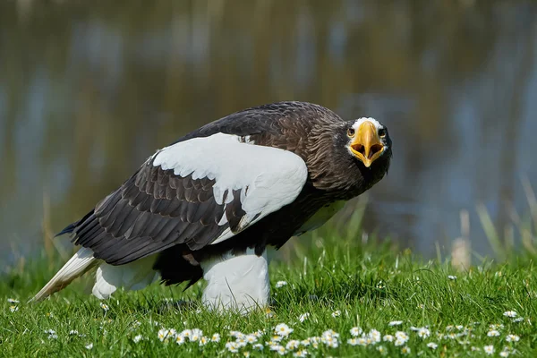 Stellers sea eagle (Haliaeetus pelagicus) — Stock Photo, Image