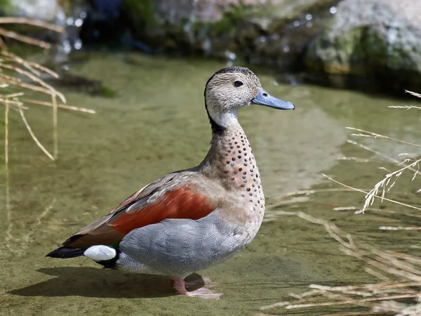 Teal pierścieniowy (Callonetta leucophrys)) — Zdjęcie stockowe