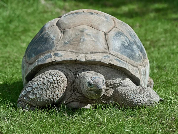 Гигантская черепаха Альдабра (один чай) ) — стоковое фото