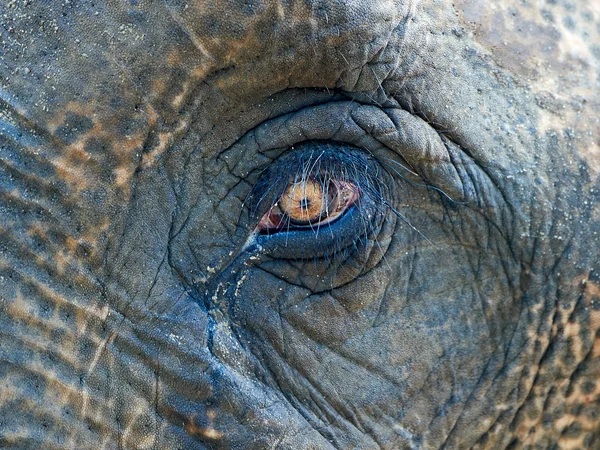 Oog van een olifant — Stockfoto