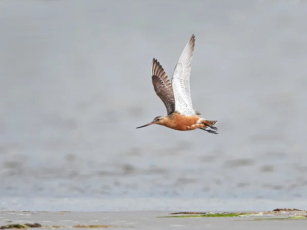 Godwit de cauda de barra (Limosa lapponica ) — Fotografia de Stock