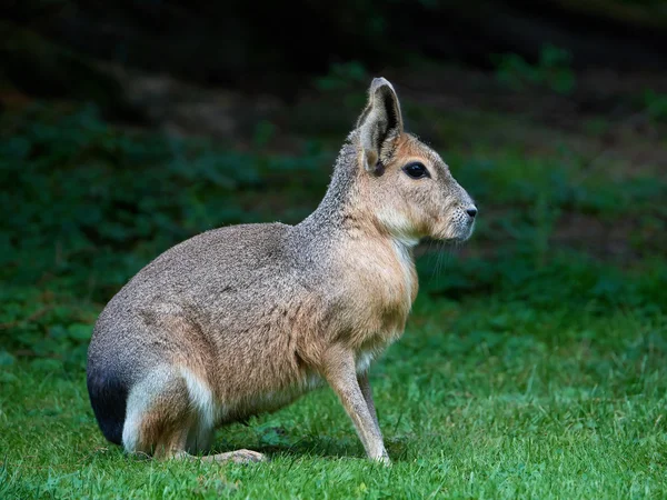 Patagonian mara (Dolichotis patagonum) — Stock Photo, Image