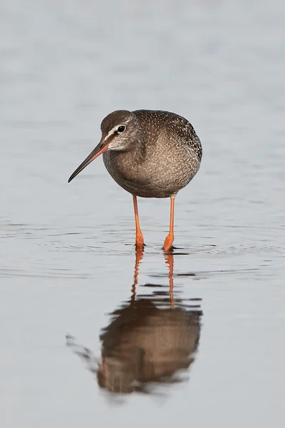 Fläckig svartsnäppa (Tringa erythropus) — Stockfoto