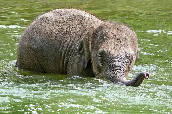 Babyolifant spelen in water — Stockfoto