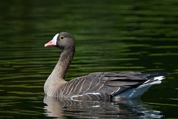 Mindere kolgans (anser erythropus) — Stockfoto