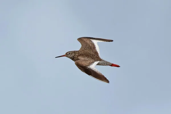 Genel Redshank (Tringa totanus) — Stok fotoğraf