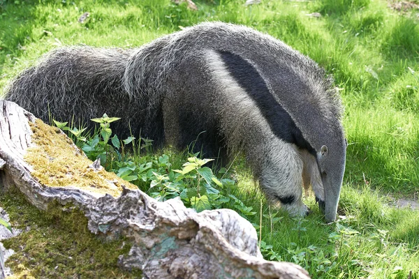 Raksasa Anteater (Myrmecophaga tridactyla ) — Stok Foto