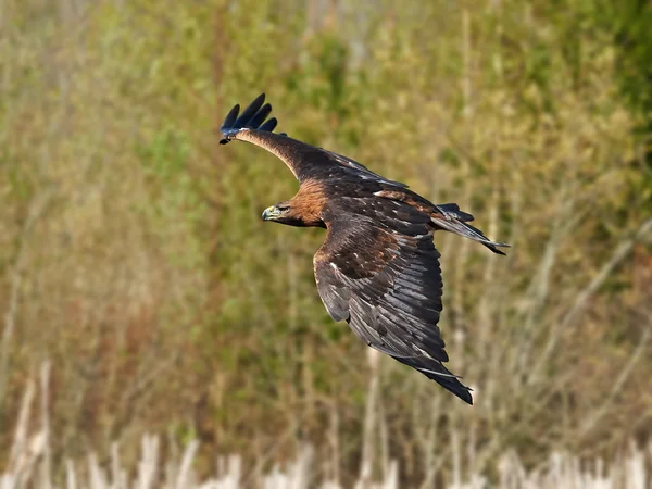 Águila real (Aquila chrysaetos) — Foto de Stock