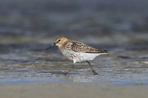 Sandlöpare (Calidris alba) — Stockfoto