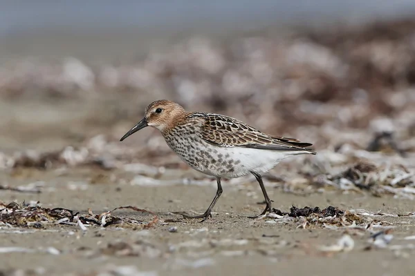 Sandlöpare (Calidris alba) — Stockfoto