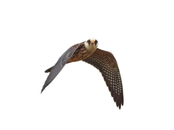 Rotfußfalke (falco vespertinus)) — Stockfoto