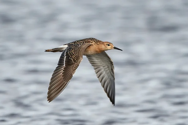 Ruff (Philomachus pugnax) — Stock Photo, Image